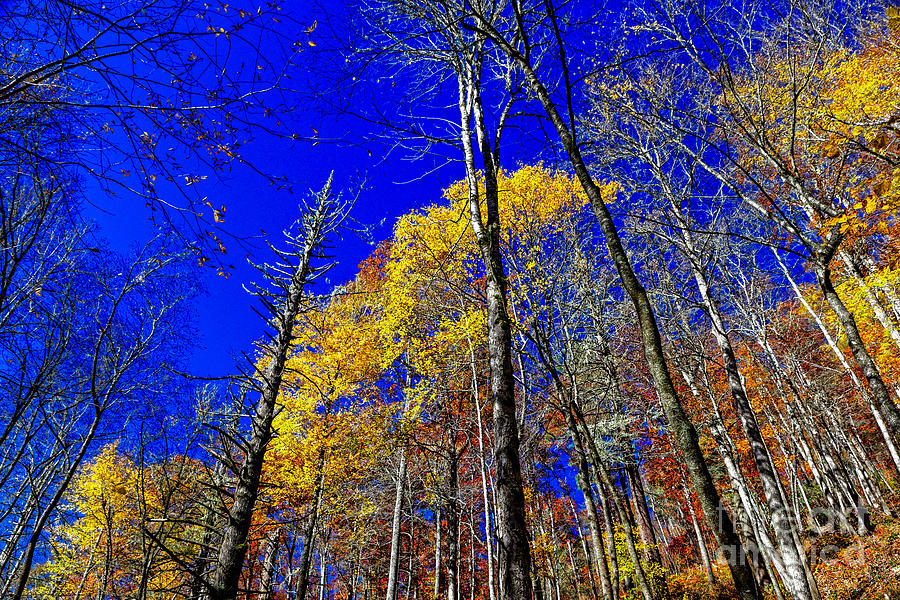 Blue Sky In Fall Photograph by Paul Mashburn