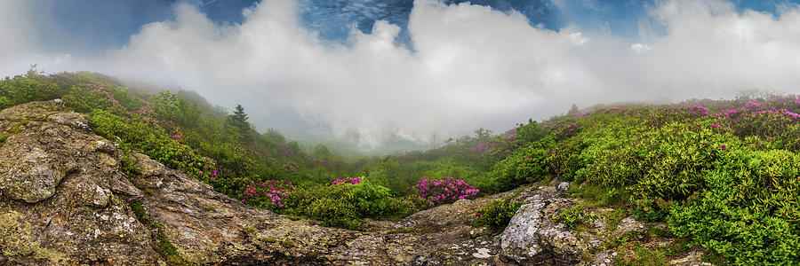 Blue Sky Over Fog Behind Rhododendron Expanse Photograph by Kelly VanDellen