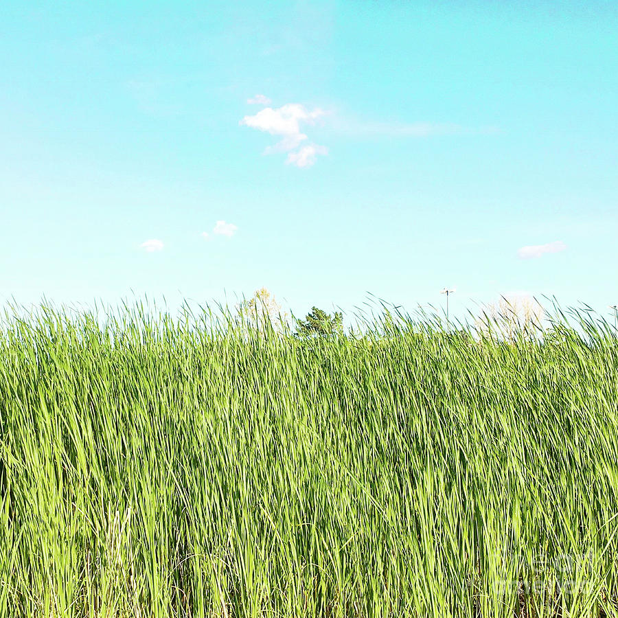Blue sky over green grass Photograph by Cindy Garber Iverson