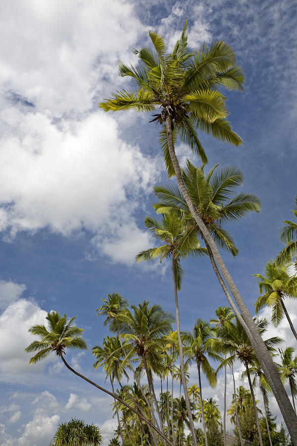 Blue Sky Palm Trees Photograph by David Taylor - Fine Art America