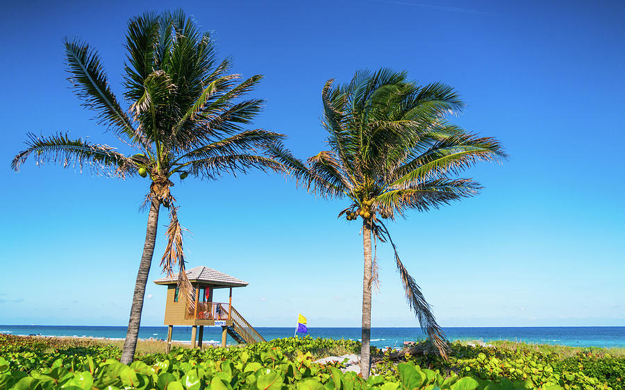 Blue Sky Palms Delray Beach Florida Photograph by Lawrence S Richardson Jr
