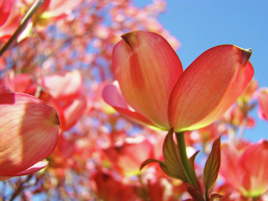 Dogwood Photograph - Blue Sky Pink Azalea Dogwood Flowers 4 Landscape Nature Artwork by Patti Baslee