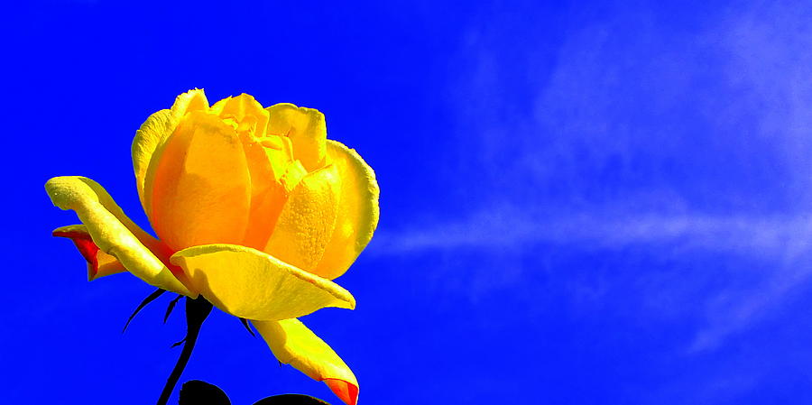 Blue Sky Rose Photograph by Guy Pettingell