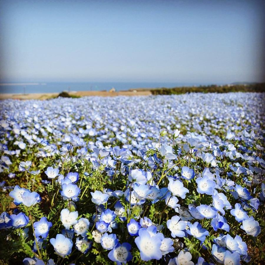 Bluesky Photograph - Blue Sky, Sea, Land 
#nemophila by Kei Oguchi