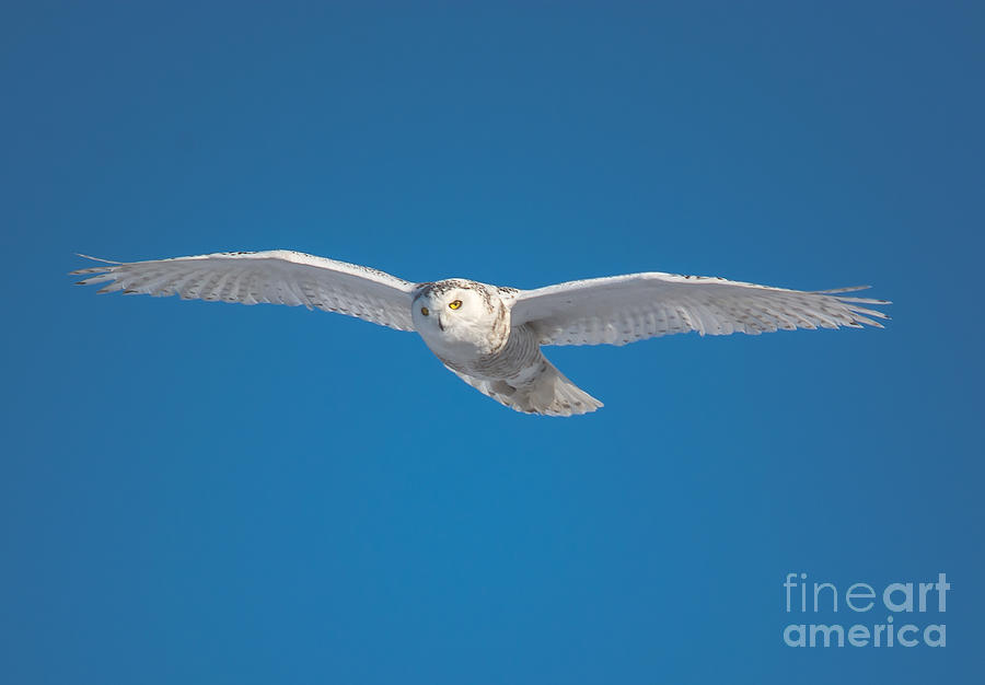 Blue Sky Snowy Owl Photograph by Cheryl Baxter