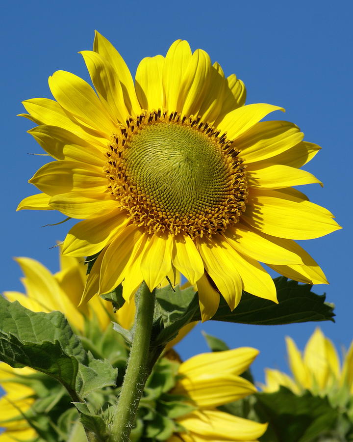 Blue Sky Sunflower Day Photograph by Ben Upham III