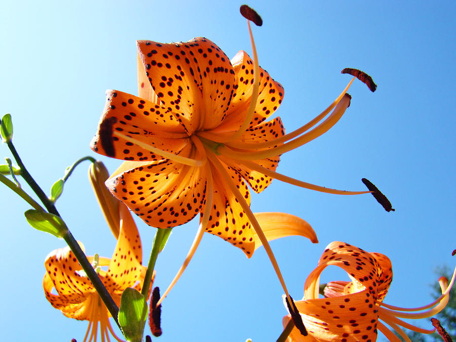 blue tiger lily flowers