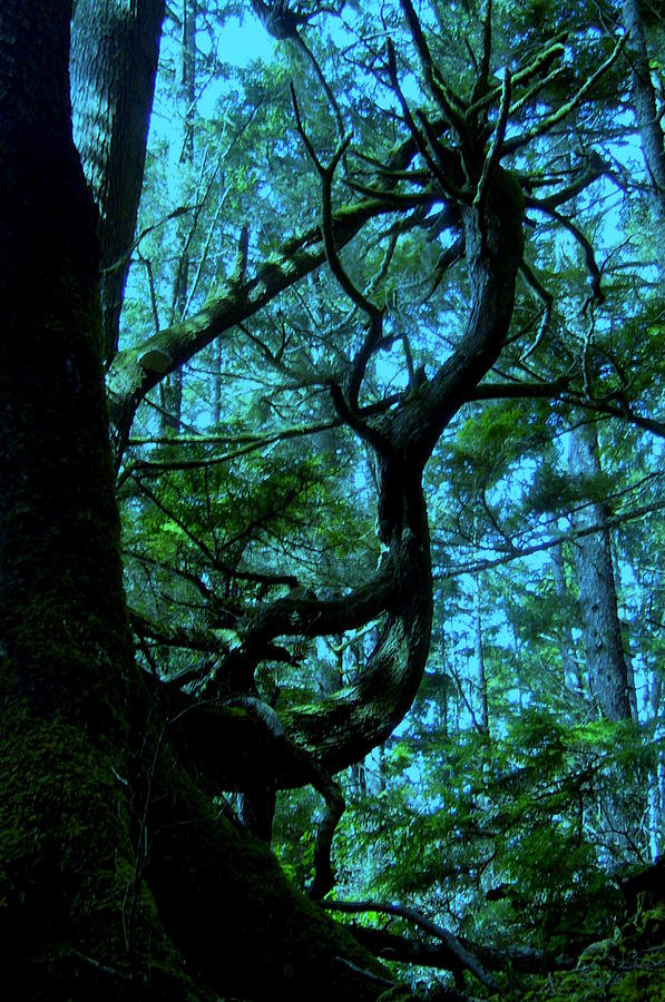 Blue Sky Tree Photograph By Ian Lohrenz Fine Art America