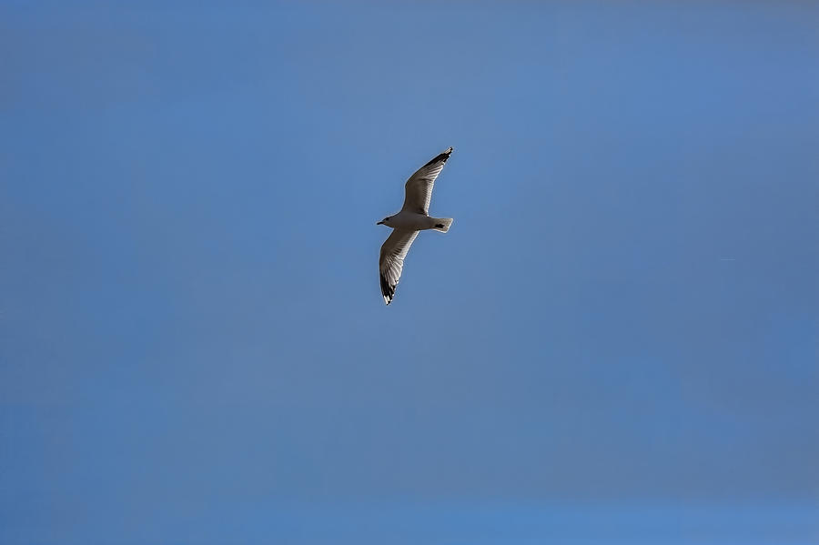 Blue sky with no clouds Photograph by Leif Sohlman - Fine Art America