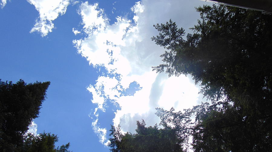 Blue Sky With The Trees Photograph by Freddy Alsante | Fine Art America