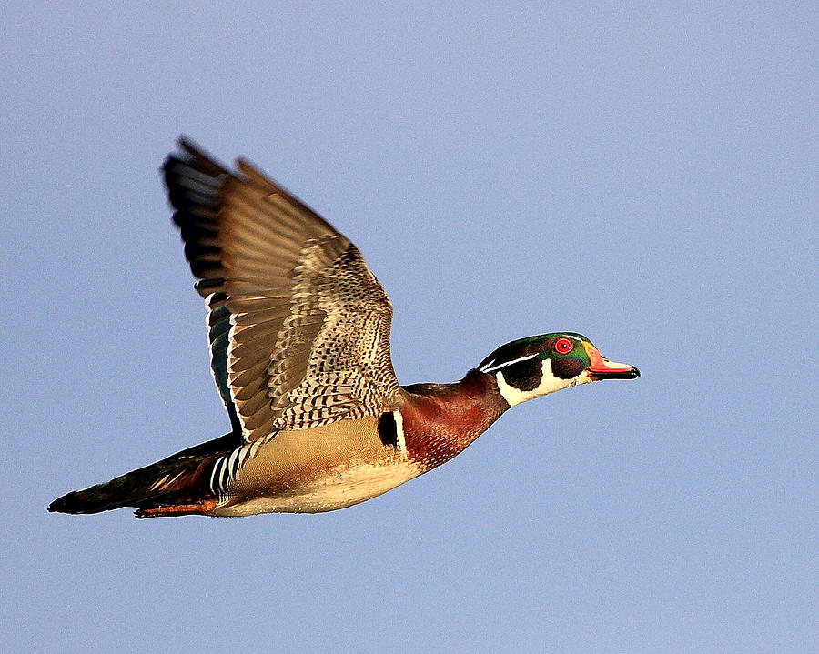 Blue Sky Wood Duck Photograph by Craig Fritz