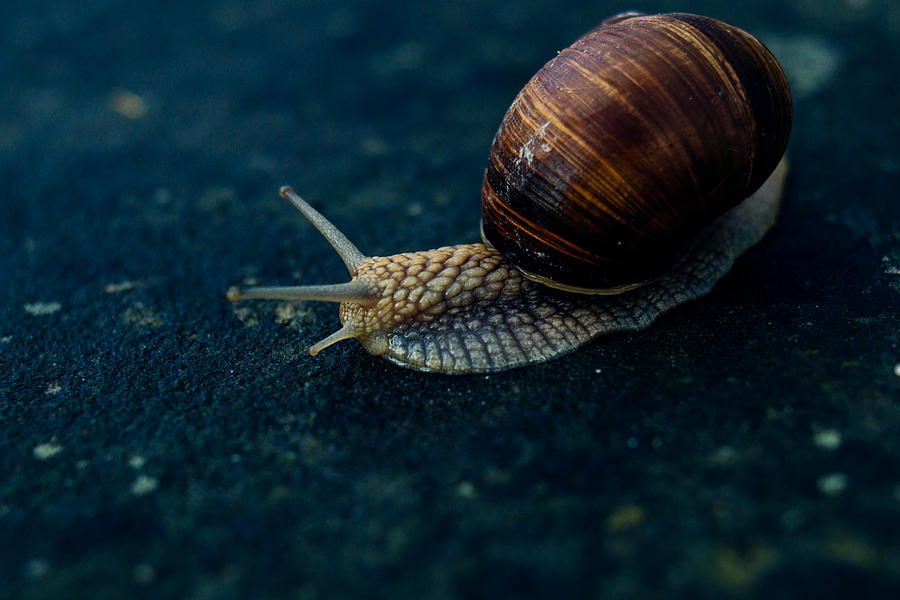 Blue Snail Photograph by Pati Photography