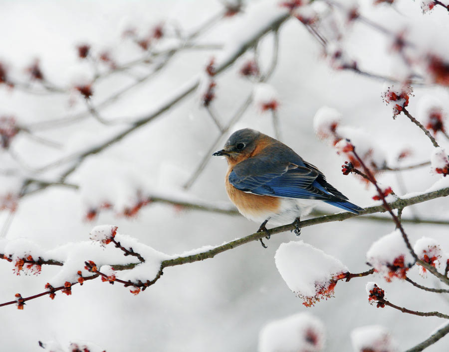 Blue Snow Bird Photograph by Garrett Sheehan