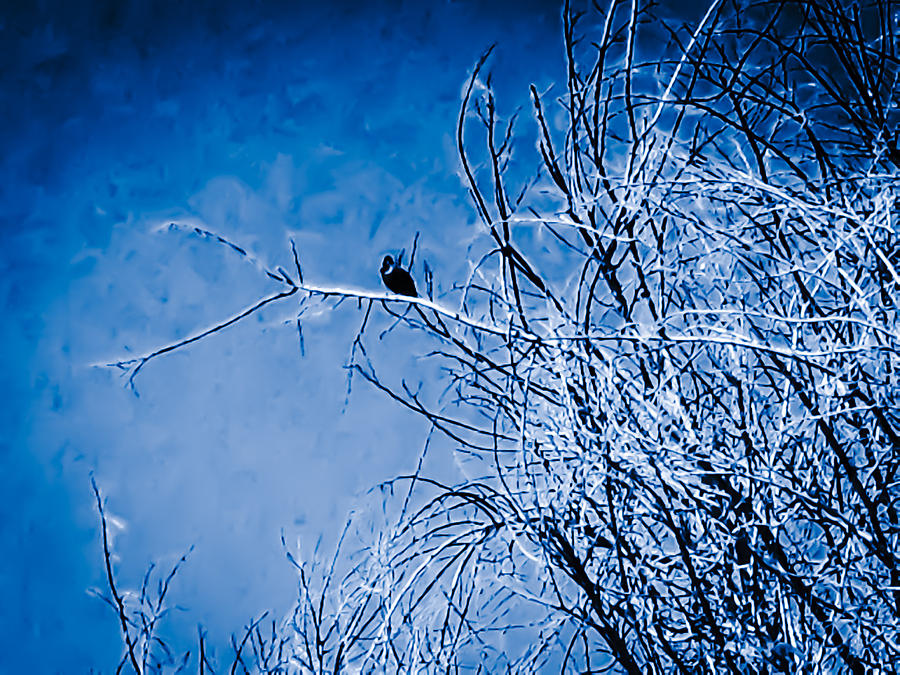 Blue Snowy Black Crow Photograph by Heather Joyce Morrill