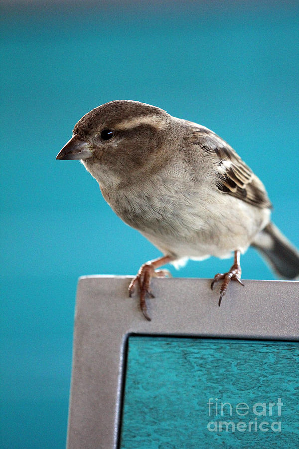 Blue Sparrow Photograph by Jennifer Robin