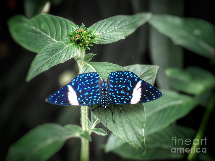 Butterfly Photograph - Blue speckled butterfly by Rrrose Pix
