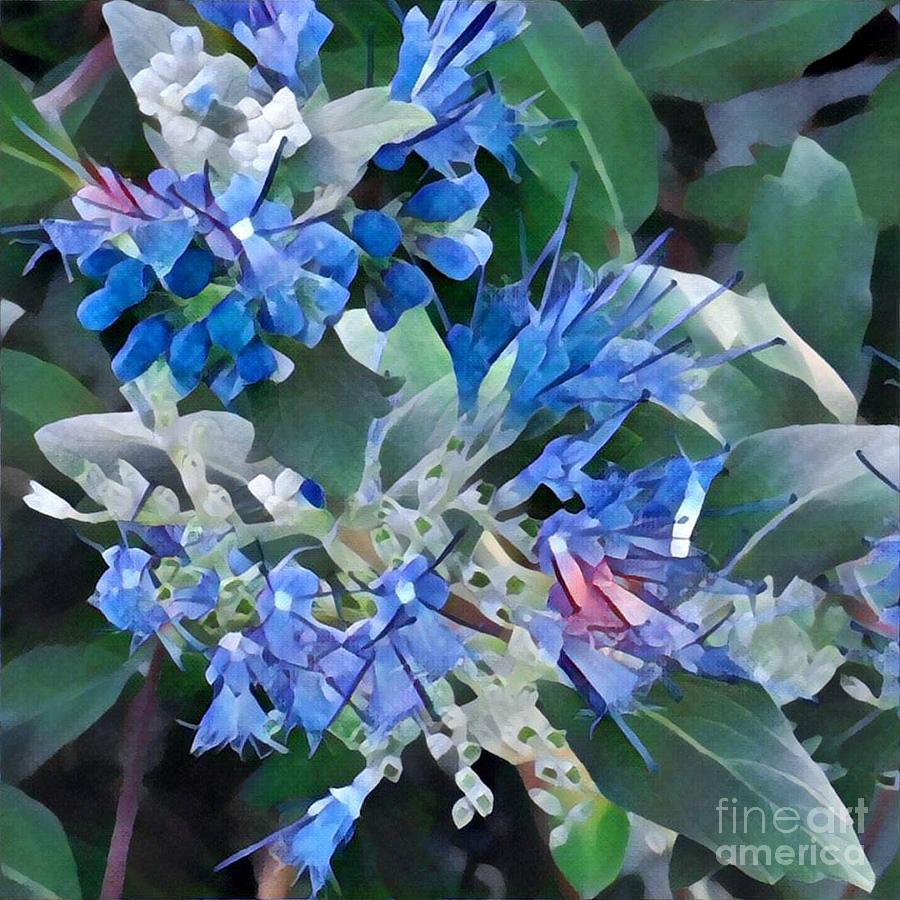 Blue Splash - Flowers of Spring Photograph by Miriam Danar