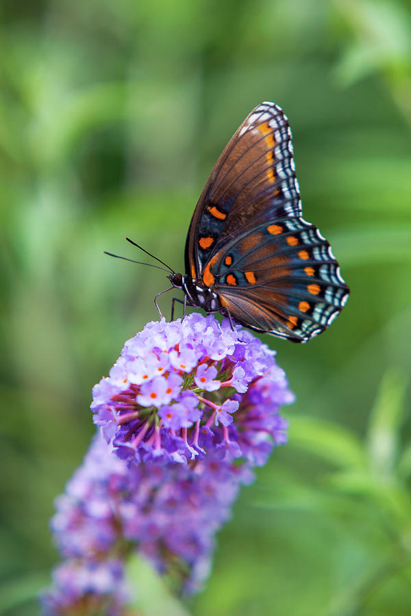 Blue Spotted Purple Butterfly Photograph