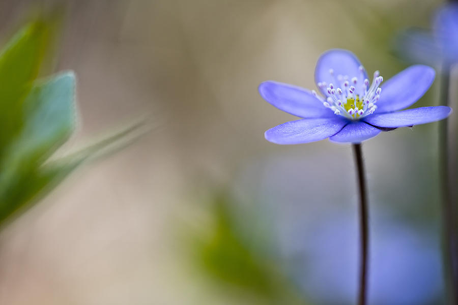 Flower Photograph - Blue Spring  Flower Magic by Dirk Ercken