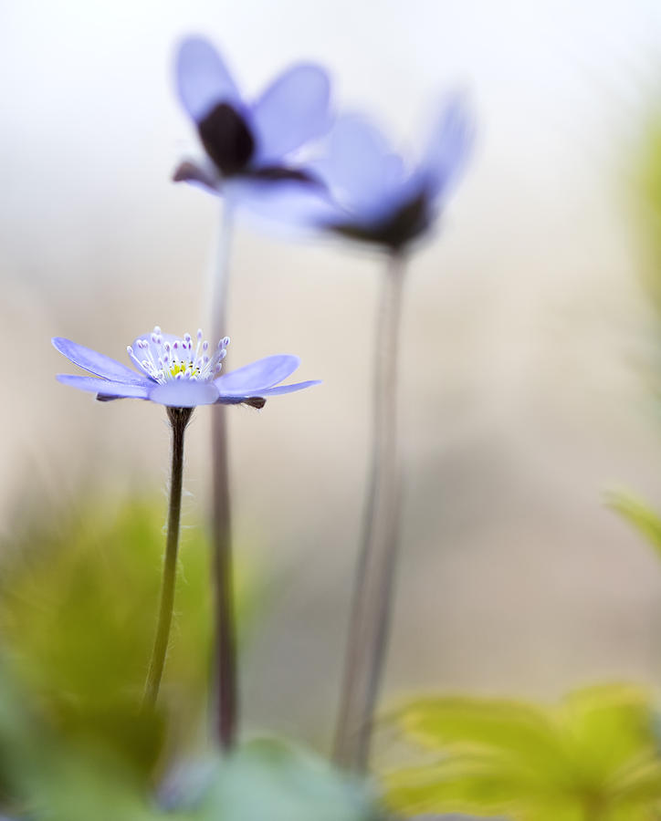 Blue spring wild flower Photograph by Dirk Ercken