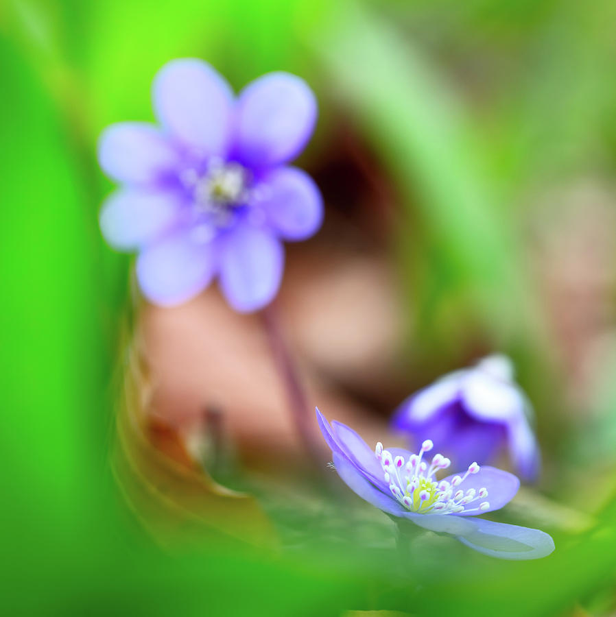 Blue spring wild flower, Hepatica nobilis Photograph by Dirk Ercken
