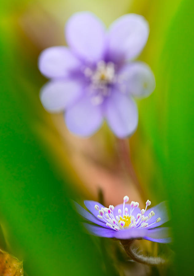 Blue spring wildflower Hepatica nobilis Photograph by Dirk Ercken