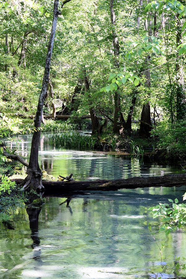 Blue Springs Photograph - Blue Springs Trail by Sheri McLeroy
