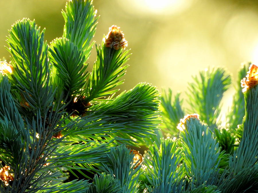 Blue Spruce Photograph by Betty-Anne McDonald