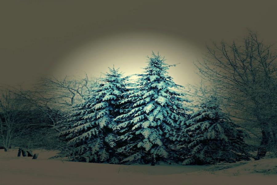 Blue Spruce-maine Evergreens Mixed Media