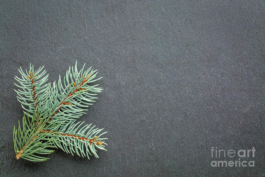 Blue Spruce On Slate Stone Photograph by Marek Uliasz