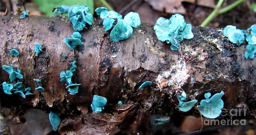 Blue Stain Fungi Photograph by Joshua Bales