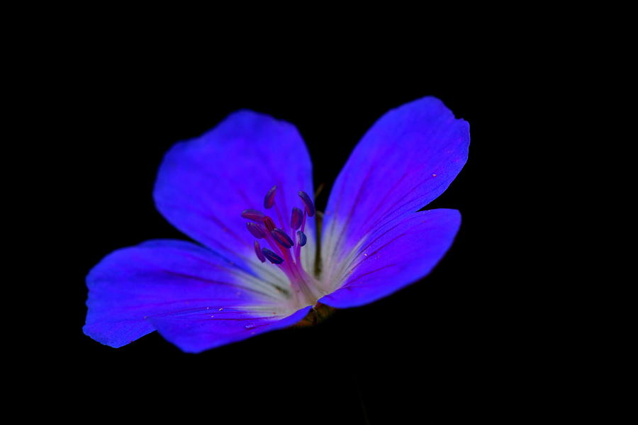 Blue Stamen Photograph by Richard Patmore