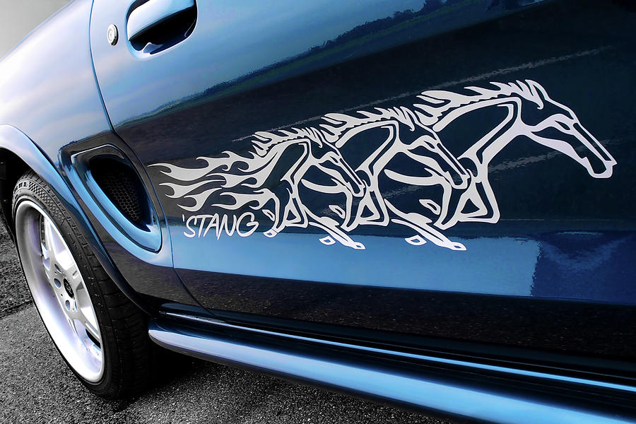 Blue Stang with White Ponies Photograph by Gill Billington