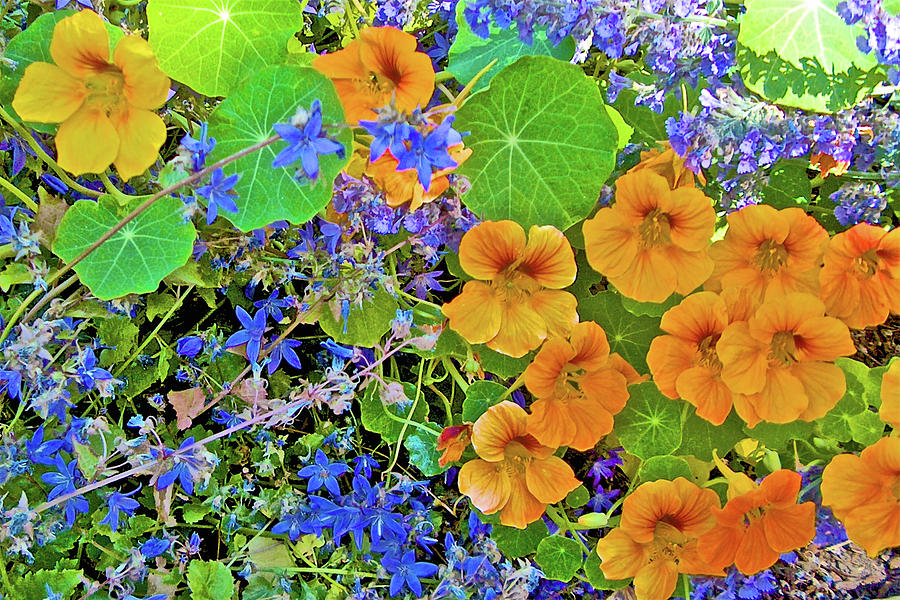 Blue Star Creeper and Yellow Nasturtiums in Oakland-California Photograph by Ruth Hager