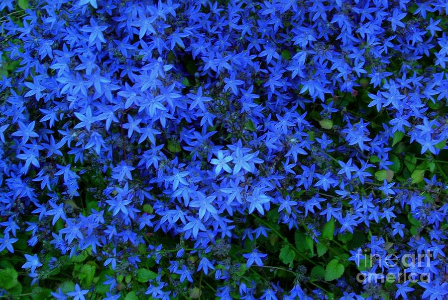 Blue Star Flowers Photograph by Joan-Violet Stretch