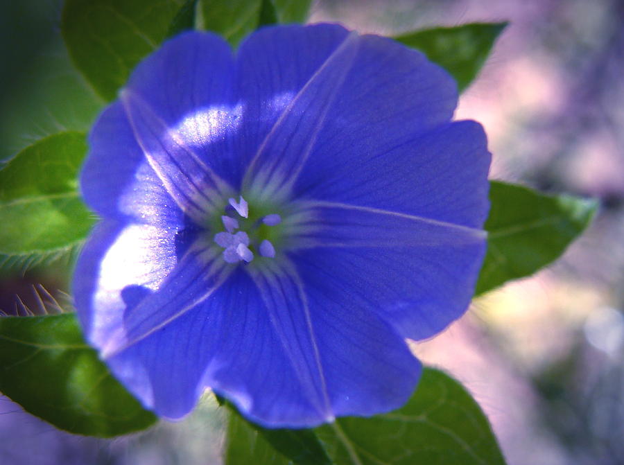 Flowers Still Life Photograph - Blue Star by Ramona Barnhill