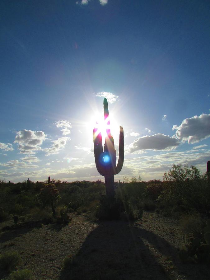 Blue Star saguaro Photograph by Brenda Pressnall - Fine Art America