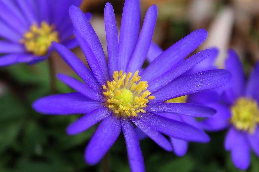 Blue Stars and Yellow Pollen Photograph by Scott Hovind