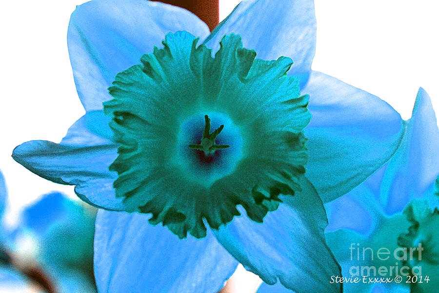 Blue. Photograph by Stevie Ellis Blue. Photograph by Stevie Ellis