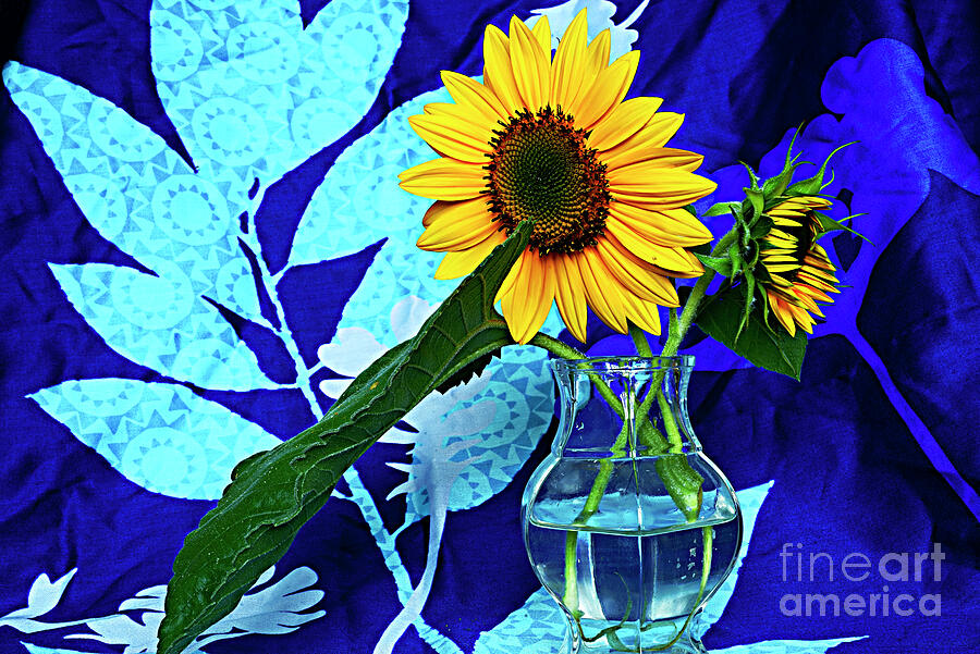 Blue still life with bouquet of  sunflowers in a glass vase. Photograph by Alexander Vinogradov