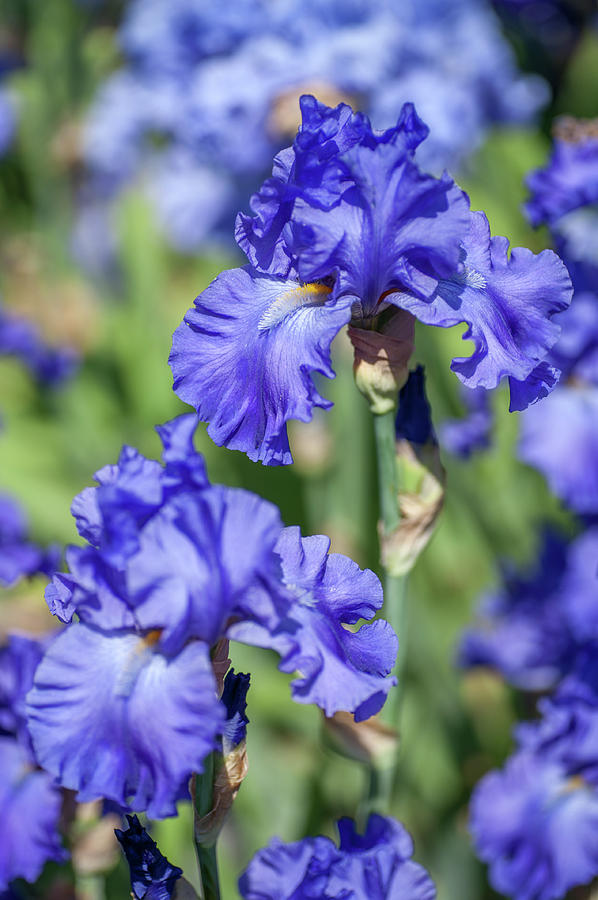 Blue Suede Shoes. The Beauty of Iris Photograph by Jenny Rainbow