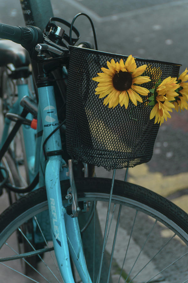 sunflower bike