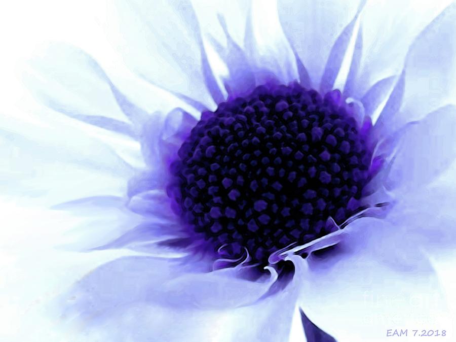 Blue Sunflower Photograph