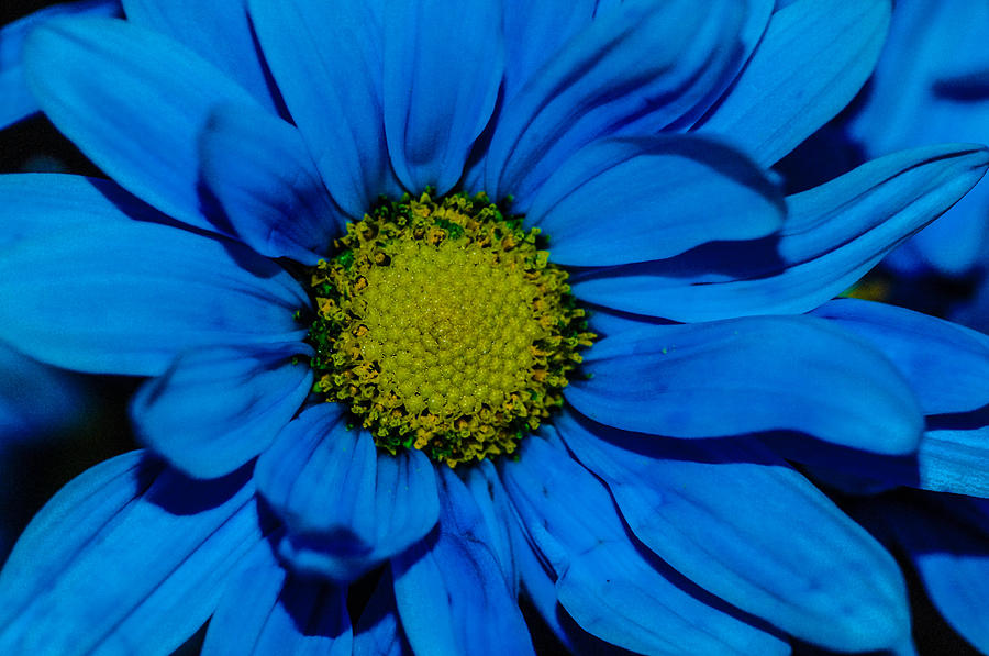Blue sunflower Photograph by Gerald Kloss