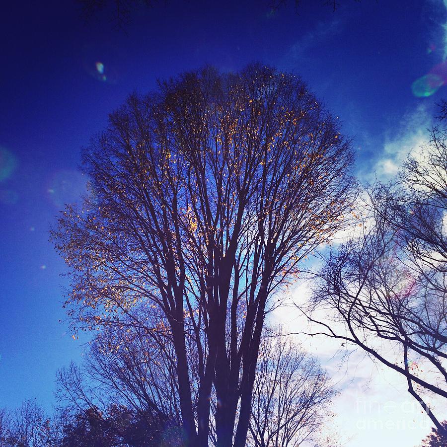 Tree Photograph - Blue Sunshine by Onedayoneimage Photography