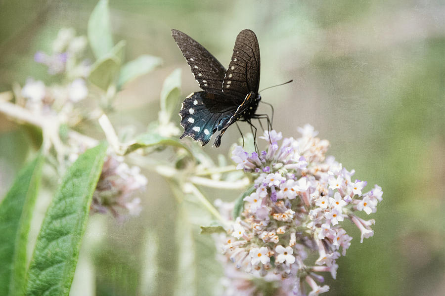 Blue Swallowtail Butterfly Atop White Flowers  Photograph by Saija Lehtonen