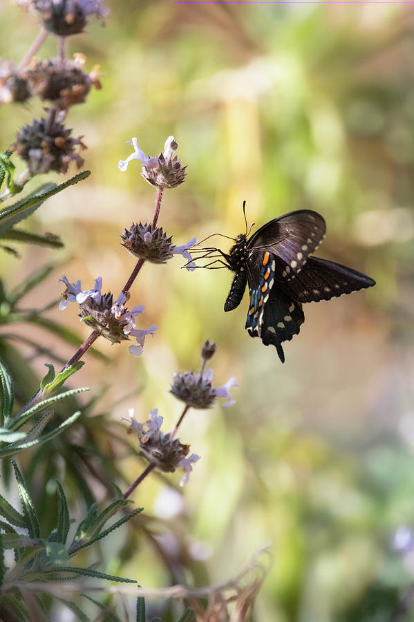 Blue Swallowtail Butterfly on Wildflowers  Photograph by Saija Lehtonen
