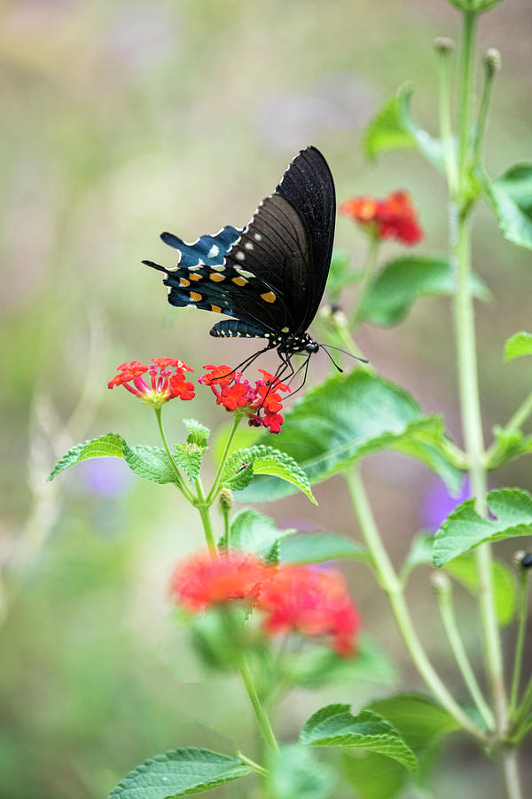 Blue Swallowtail  Photograph by Saija Lehtonen