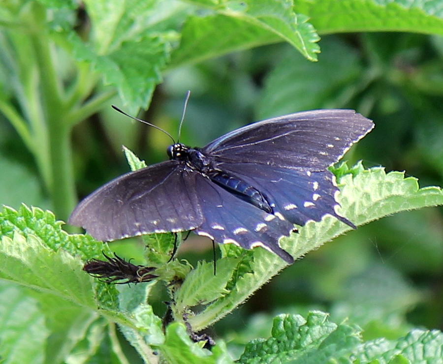 Blue Swallowtail Photograph by Sean Allen