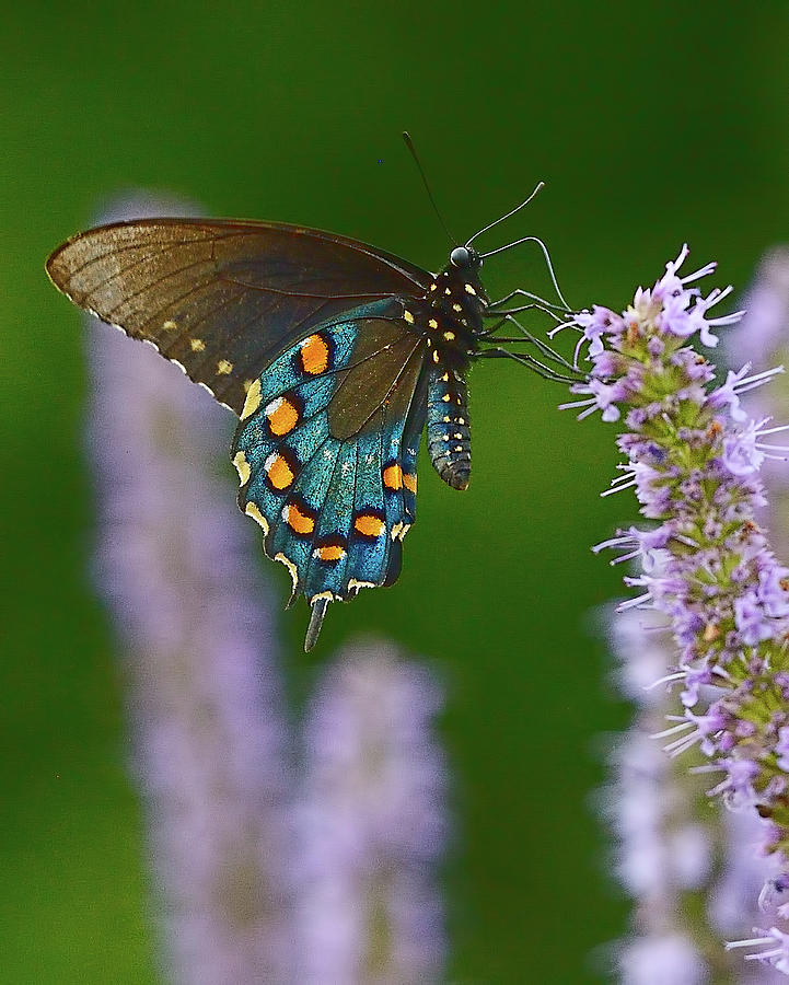 Blue Swallowtail Photograph by William Jobes